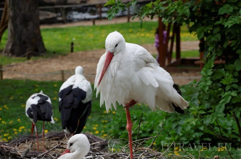 Storks